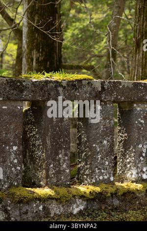 Eine Steinmauer, auf der Moos wächst. Das Moos ist grün und die Wand grau. Das Sonnenlicht fällt auf das Moosfeld, das es aufleuchtet und kreatiniert Stockfoto