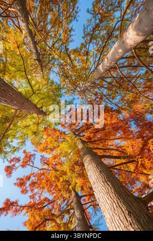 Blick aus dem niedrigen Winkel auf die bunten kahlköpfigen Zypressen mit Herbstlaub an einem sonnigen Tag, Blick aus dem niedrigen Winkel Stockfoto
