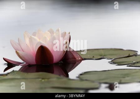 Eine hellrosa Seerose schwimmt zwischen verschwommenem Laub in einem See, der im Licht fast silberfarben erscheint. Das Licht ist auf der zerbrechlichen Seerose. Stockfoto