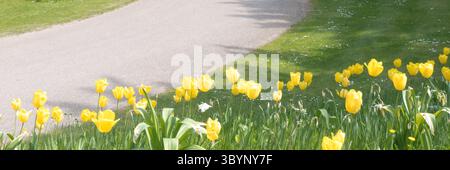 Gelbe Tuilpes und Pfad Stockfoto