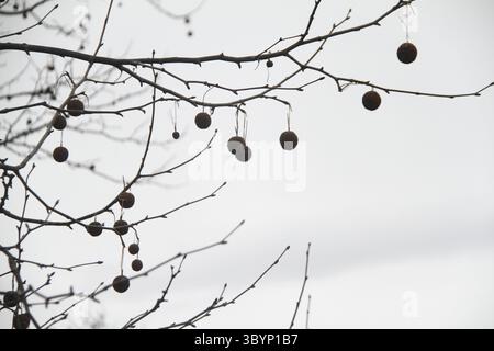Virginia, USA. Früchte der amerikanischen Sycamore (Platanus occidentalis) im Winter. Stockfoto