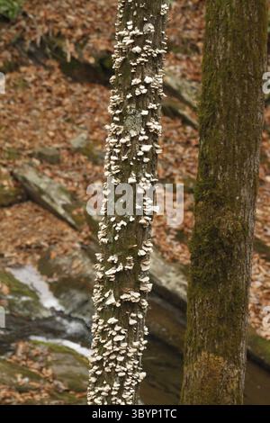 Virginia, USA-Pilze wachsen auf einem toten Baumstamm. Stockfoto