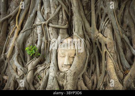 Buddha Gesicht in der Wurzel eines heiligen Baumes im Wat Maha That Tempel in Ayutthaya, Thailand, Asien Stockfoto