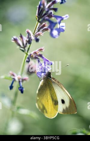 Großer weißer Schmetterling landet auf Katzenminze auf der Wiese. Nahaufnahme flatternder Insektenbestäuber Stockfoto