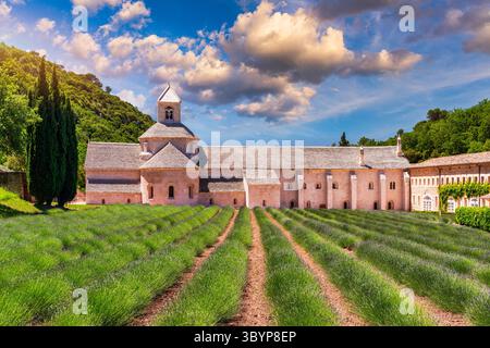 Die romanische Zisterzienserabtei Notre Dame von Senanque liegt inmitten blühender Lavendelfelder in der Nähe von Gordes in der Provence, Frankreich. Abbaye Notre-Dame de Senan Stockfoto