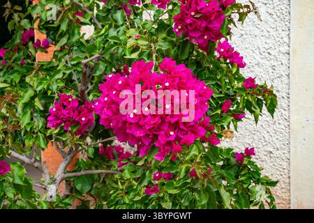 Papierblume (Bougainvillea Glabra), Zypern, Griechenland, Europa Stockfoto