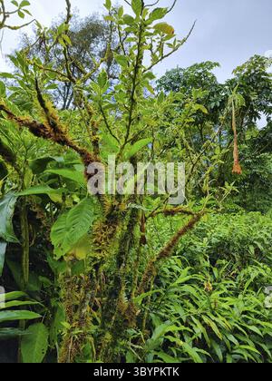 Panama, Boquete, tropische Pflanze im Regenwald an einem bewölkten Tag Stockfoto