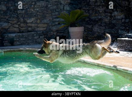 deutscher Schäferhund, im Sommer, Schwimmen und Springen in einem Schwimmbad Stockfoto