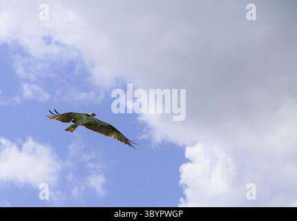 Ein Fischadler mit weit verbreiteten Flügeln, von unten gesehen in Fort Myers Beach, Fort Myers Beach, USA Stockfoto