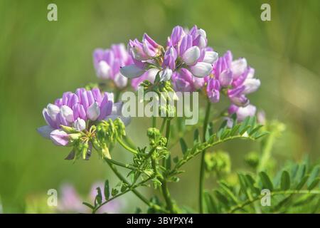 Kriechkronenwicke (Coronilla varia) rosa Blumenläufer in sekundärer Trockensteppe. Halbinsel Kertsch, Krim Stockfoto