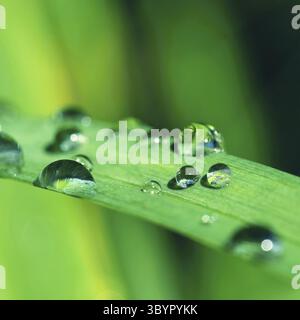 Tau auf dem Gras. Schöner naturfarbener Hintergrund. Morgenzeit in der Natur Stockfoto