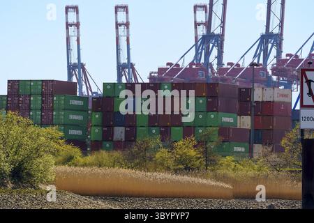 Gestapelte Überseecontainer verschiedener Reedereien wie Evergreen, Yang Ming und tex vor mehreren Containerbrücken an der BU Stockfoto