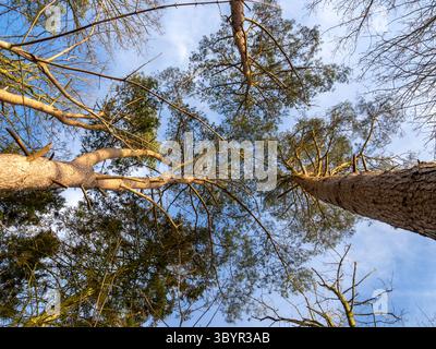 Ich schaue durch hohe Kiefern zu einem blauen Himmel Stockfoto