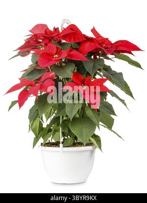 Isolierte rote Weihnachtsstern-Blume auf perfekt weißem Hintergrund. Produktfoto der Euphorbia pulcherrima Blume Stockfoto