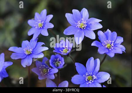 Spring Flower. Schönen blühenden ersten kleinen Blüten in den Wald. Hepatica. (Hepatica nobilis) Stockfoto