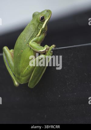 American Green Tree Frog Hyla cinerea in Texas Stockfoto