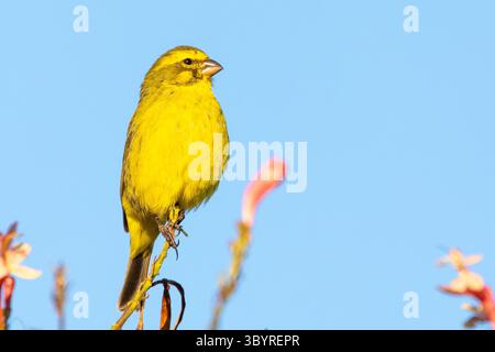 Männlicher gelber Kanarienvogel (Crithagra flaviventris, Serinus flaviventris), der auf Kap-Geißblatt (Tecomaria capensis) sitzt und das Westkap singt oder ruft, Stockfoto
