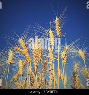 Wunderschönes Detail des Reifens von Weizen auf einem Feld. Natürlicher Hintergrund bei Sonnenuntergang mit blauem Himmel Stockfoto