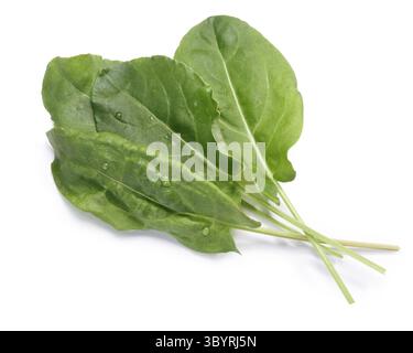 Von frischem Sauerampfer (Rumex acetosa) Topf Kraut. Beschneidungspfade, Schatten getrennt, Ansicht von oben Stockfoto