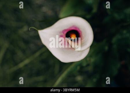 Eine unberührte weiße Calla-Lilie mit einem auffälligen lila Zentrum. Ein Top-down-Schuss einer wunderschönen Lilie mit einem leuchtend violetten Zentrum im Sommergarten Stockfoto