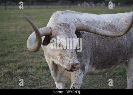 Texas Longhorn Rinder auf der Weide am späten Nachmittag Nahaufnahme Stockfoto