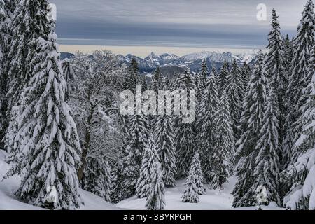 Anspruchsvolle Schneeschuhtour zum Tennenmooskopf auf der Nagelfluhkette in den Allgauer Alpen Stockfoto