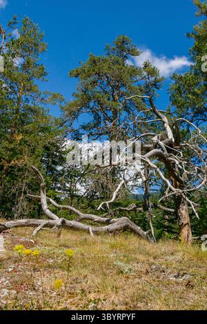 Ein getrockneter, verdrehter Baumzweig steht in einem üppigen Wald, umgeben von grünen Kiefern unter einem hellblauen Himmel. Das warme Sonnenlicht hebt den hervor Stockfoto