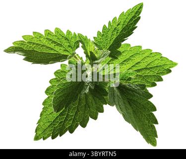 Katzenminze (Nepeta Cataria), Tops, isoliert Stockfoto