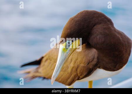 Porträt eines braunen Booby Vogels (Sula leucogaster), der auf einem Schiff im Ozean sitzt, Nahaufnahme. Stockfoto