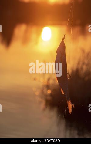 Kakerlake. Glücksspiel-Angeln am Fluss am Abend. Fisch bei Sonnenuntergang gefangen Stockfoto