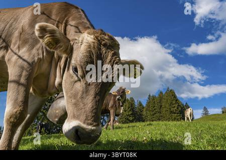Schöne Wanderung entlang des Rottachsees mit Schluchtweg zur Burgkranzegg Ruine im Allgau Stockfoto