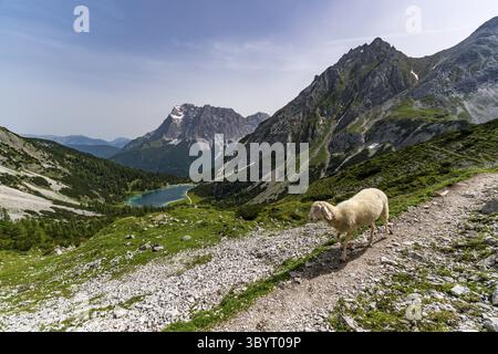 Bergtour zum vorderen Drachenkopf in den Mieminger Bergen bei Ehrwald in der Tiroler Zugspitz Arena Stockfoto