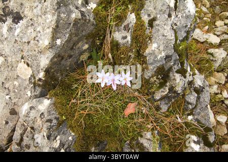 Im Herbst blühen die Krokusblüten in den Bergen von Central Brand Stockfoto