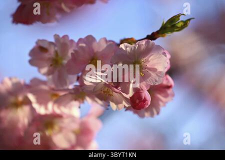 Frühling. Schöner abstrakter Hintergrund des blumigen Frühlings der Natur. Blühende Baumzweige für Frühlingsgrußkarten mit Kopierraum Stockfoto