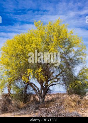 Blauer palo verde Baum (Parkinsonia florida, Cercidium floridum) in Blüte, El Camino del Diablo, Cabeza Prieta National Wildlife Refuge, Arizona. Stockfoto