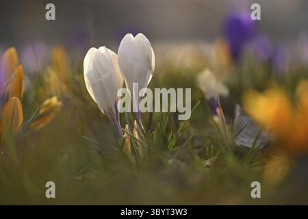 Frühlingsblumen. Farbenfroher Naturhintergrund. Nahaufnahme einer Gruppe von blühenden bunten Krokus. (Crocus vernus) Stockfoto