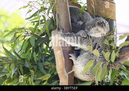 San Diego, USA - 29. Mai 2015: Koalas schlafen auf einem Baum im San Diego Zoo, San Diego, USA Stockfoto