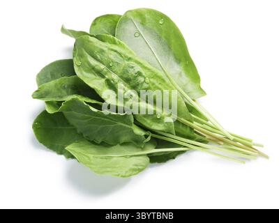 Bündel frischer Sauerampfer (Rumex acetosa) Topf Kraut. Beschneidungspfade, Schatten getrennt, Ansicht von oben Stockfoto