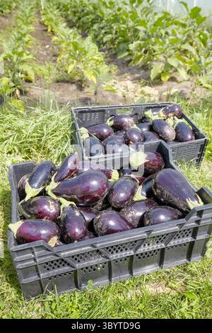 Organische Auberginen in Kisten, selektiver Fokus. Stockfoto