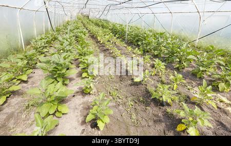Gewächshausbau von ökologischen Auberginen, selektiver Fokus. Stockfoto