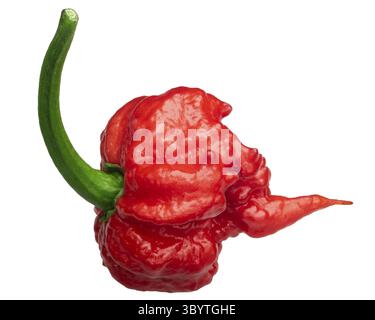 Carolina Reaper, die heißeste Chile Pfeffer (Capsicum chinense x C. frutescens), ganze Reife pod, isoliert Stockfoto