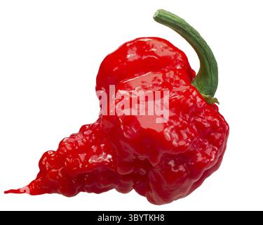 Carolina Reaper, die heißeste Chile Pfeffer (Capsicum chinense x C. frutescens), ganze Reife pod, isoliert Stockfoto