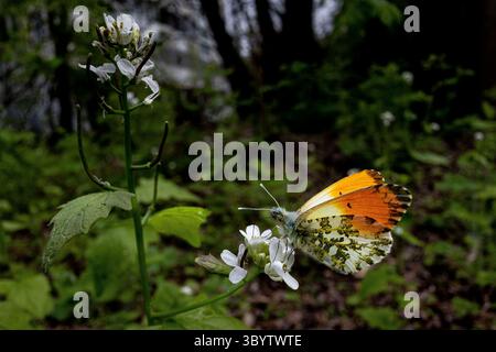 5. Mai 2023, Pripyat, Kiew Oblast, Ukraine: Ein männlicher OrangenspitzenSchmetterling (Anthocharis Cardamines) in der verlassenen Stadt Pripyat. Trotz der Strahlung ist die Tierwelt in den letzten 38 Jahren wieder in das Gebiet zurückgekehrt. (Foto: © Gabriel Romero/ZUMA Press Wire) Stockfoto