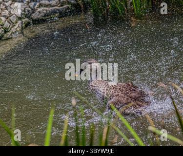 Eine Spot-Ente, die im See baden geht Stockfoto