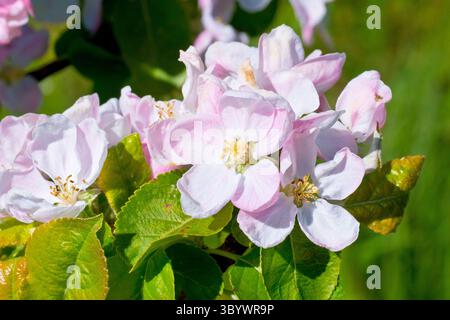 Krabbenapfel (Malus sylvestris), Nahaufnahme der rosafarbenen Blüten oder der Blüte des häufig vorkommenden Baumes. Stockfoto