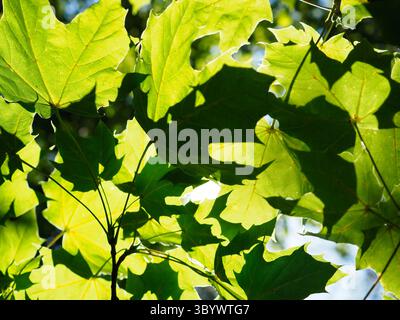 Sonnenlicht, das an einem hellen Sommertag durch leuchtende grüne Ahornblätter strömt Stockfoto
