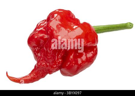 Carolina Reaper, die heißeste Chile Pfeffer (Capsicum chinense x C. frutescens), ganze Reife pod, isoliert Stockfoto