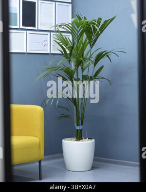 Areca Cane Palme Dypsis lutescens, goldene Rohrpalmenpflanze in weißem Topf Stockfoto