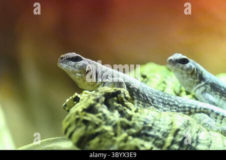 Schöne Makroaufnahme einer kleinen Eidechse Stockfoto