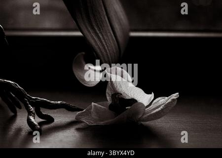 Dieses Schwarzweiß-Foto fängt die Schönheit einer Orchideenblume, zarte Blütenblätter und sanfte Schatten ein. Ein einfarbiges Stillleben-Foto von einer zarten Orchidee Stockfoto